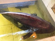 Cá mú nghệ nặng gần 100kg bán ở Sài Gòn